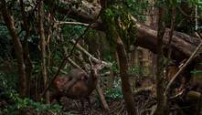Rodeio na floresta: foto rara mostra macaco montando cervo para se divertir