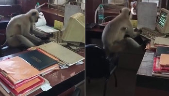 Primata é flagrado ao computador em escritório de estação ferroviária (Montagem/R7, com Reprodução/Instagram/@the_heavy_locopilot)