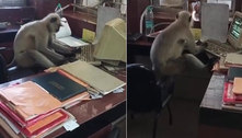 Macaco trabalhador: primata é flagrado ao computador em escritório de estação ferroviária