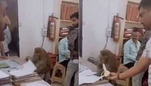 Aqui é trabalho! Macaco focado em papelada de escritório de advocacia recusa banana