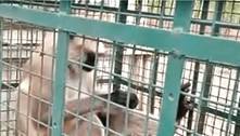 Procurado vivo ou morto! Macaco fugitivo finalmente é preso após duas semanas de agressões