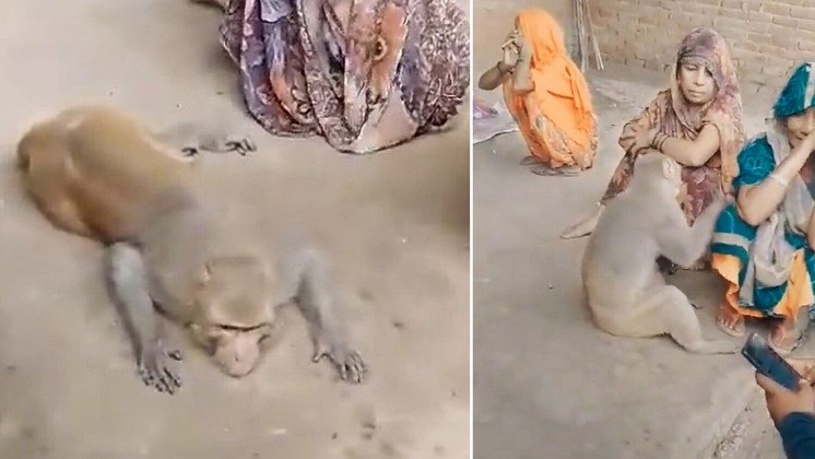 Amizades conseguem superar qualquer barreira e diferença de espécie. Foi o que muitos lembraram ao ver o momento em que um macaco visita uma pequena cerimônia de funeral, onde parentes se despediam de um agricultor na Índia. Segundo relatos, o primata recebia comida do falecido e visitava com frequência a propriedade dele