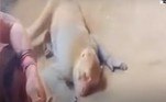 Anteriormente, o macaco foi visto se aproximando do corpo de Chandanlal Verma e levanta um pano colocado no rosto dele