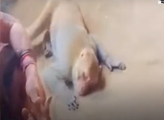 Anteriormente, o macaco foi visto se aproximando do corpo de Chandanlal Verma e levanta um pano colocado no rosto dele