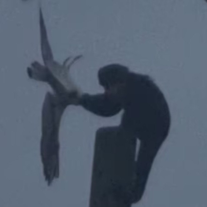 Após esmigalhar a ave, o macaco ainda lambeu os dedos ensanguentados