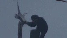 Macaco espanca gaivota até a morte em parque e apavora família