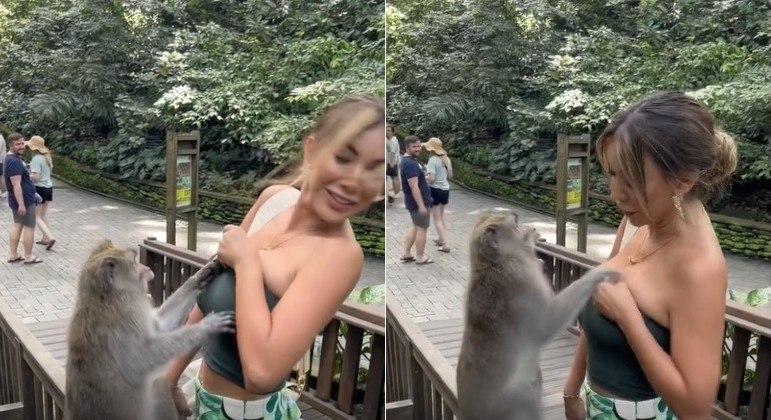 Macaco agrediu ex-Miss Peru após ter sido impedido de abaixar a blusa dela