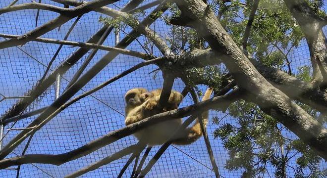 Pequeno macaco monocarvoeiro nasceu em meio à pandemia