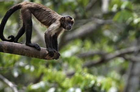 Declínio de vertebrados - mamíferos, peixes, aves, répteis e anfíbios - é uma das preocupações levantadas pelo relatório