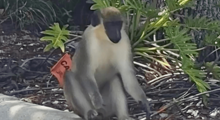Macaco 'ninja' consegue escapar de todas as tentativas de prendê-lo