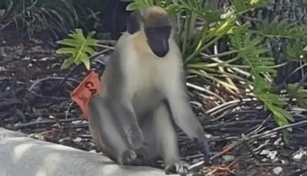 Macaco 'ninja' foge de laboratório e está em busca de uma namorada (Reprodução/Twitter/@DailyStar)