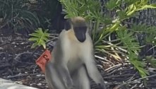 Macaco 'ninja' foge de laboratório e está em busca de uma namorada