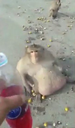 Macaco obeso por causa dos turistas posto em dieta