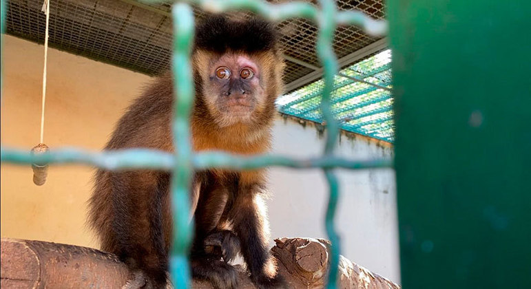 Macaco-prego que 'passeava' de jet ski é resgatado vítima de maus