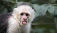 Após ser rejeitado por trio de fêmeas, macaco foge de parque em busca do amor