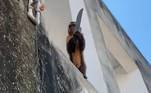 Por alguns dias, um macaco-prego criminoso tirou o sossego de moradores de Corrente, cidade no interior do Piauí. Além de ter ficado famoso após ser visto amolando uma faca no parapeito de uma janela, o animal ficou conhecido por praticar diversos furtos — roupas, sabão em pó e comida já foram roubados