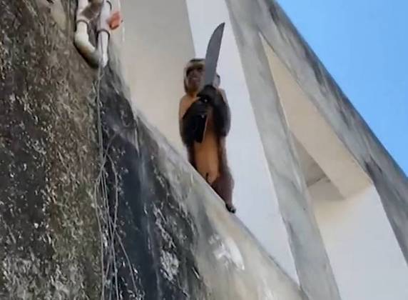 Por alguns dias, um macaco-prego criminoso tirou o sossego de moradores de Corrente, cidade no interior do Piauí. Além de ter ficado famoso após ser visto amolando uma faca no parapeito de uma janela, o animal ficou conhecido por praticar diversos furtos — roupas, sabão em pó e comida já foram roubados