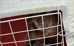 Após ser conhecido pela ousadia, o macaco das facas foi preso no interior do estado, por equipes do ICMBio (Instituto Chico Mendes). Fim da linha para ele