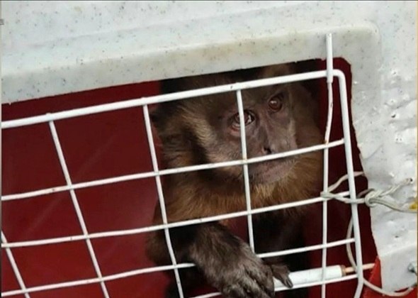 Após ser conhecido pela ousadia, o macaco das facas foi preso no interior do estado, por equipes do ICMBio (Instituto Chico Mendes). Fim da linha para ele