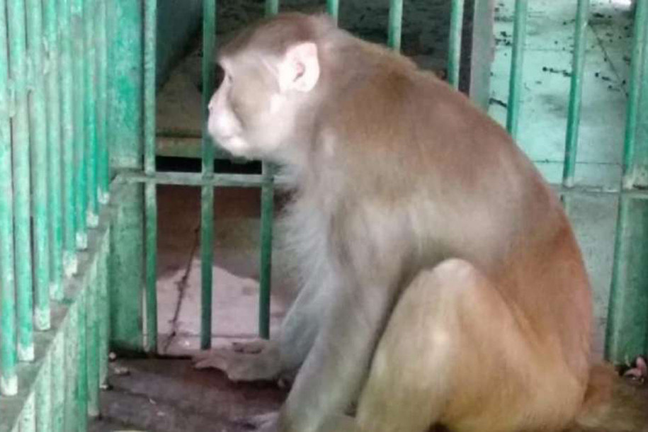 Cidade japonesa caça macaco selvagem após série de ataques