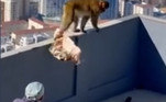 Ao se dar conta da aproximação de um funcionário local, o macaco pilantra abandonou os pertences da turista e deu o fora. Felizmente, ninguém ficou ferido com o incidenteNão saia daí! Dono de 24 gatos filma a rotina insana de alimentar a cambada