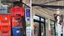 Vingança da natureza: macacos invadem mercado e espalham o caos para roubar bananas