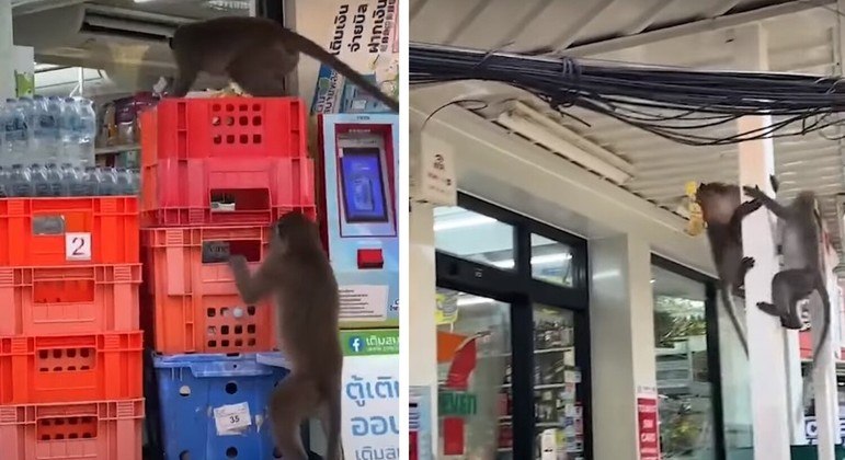 Macacos aprenderam que é mais fácil pegar bananas direto no supermercado