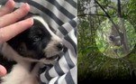 SEQUESTRADOR DE CÃESNa Malásia, são os cães que estão em risco. Um macaco selvagem sequestrou um filhote de cachorro e o manteve refém por três dias, enquanto era perseguido por locais. Apesar de o primata tratar o cãozinho como um amigo, depoimentos afirmavam que o pet parecia estar 'morrendo de fome'