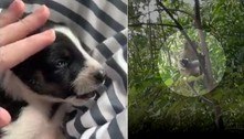 Macaco sequestra cãozinho e o mantém refém por três dias 