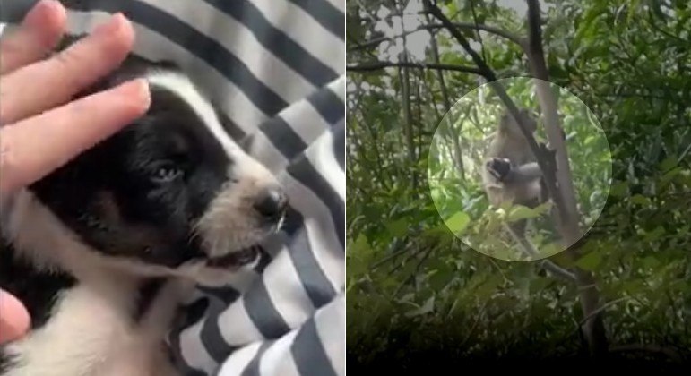 SEQUESTRADOR DE CÃESNa Malásia, são os cães que estão em risco. Um macaco selvagem sequestrou um filhote de cachorro e o manteve refém por três dias, enquanto era perseguido por locais. Apesar de o primata tratar o cãozinho como um amigo, depoimentos afirmavam que o pet parecia estar 'morrendo de fome'