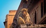 MATOU COM TIJOLADANa Índia, ninguém está livre dos macacos. Em outubro do ano passado, um vendedor de rua foi morto por um macaco com uma tijolada na cabeça. O caso foi investigado e descobriu-se que o símio se livrou do tijolo para tentar entrar na caixa d'água em cima de um prédio