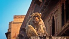 Macaco mata vendedor de rua com tijolada na cabeça