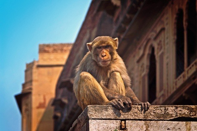 MATOU COM TIJOLADANa Índia, ninguém está livre dos macacos. Em outubro do ano passado, um vendedor de rua foi morto por um macaco com uma tijolada na cabeça. O caso foi investigado e descobriu-se que o símio se livrou do tijolo para tentar entrar na caixa d'água em cima de um prédio