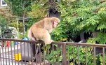 VIVO OU MORTOEm Tóquio, policiais emitiram alertas da presença de um macaco ladrão, flagrado tentando roubar objetos perto de uma estação de metrô. O alerta também pedia aos moradores 'que não se aproximassem dele' nem 'tentassem alimentá-lo'