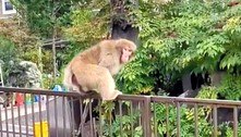 Polícia caça macaco ladrão em Tóquio: 'Não se aproximem dele'