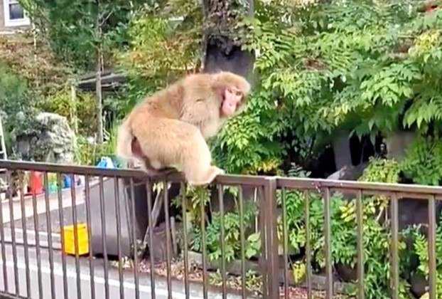 VIVO OU MORTOEm Tóquio, policiais emitiram alertas da presença de um macaco ladrão, flagrado tentando roubar objetos perto de uma estação de metrô. O alerta também pedia aos moradores 