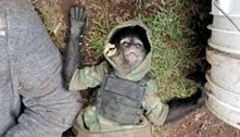 Mascote do narcotráfico: macaco com colete à prova de balas é morto em tiroteio