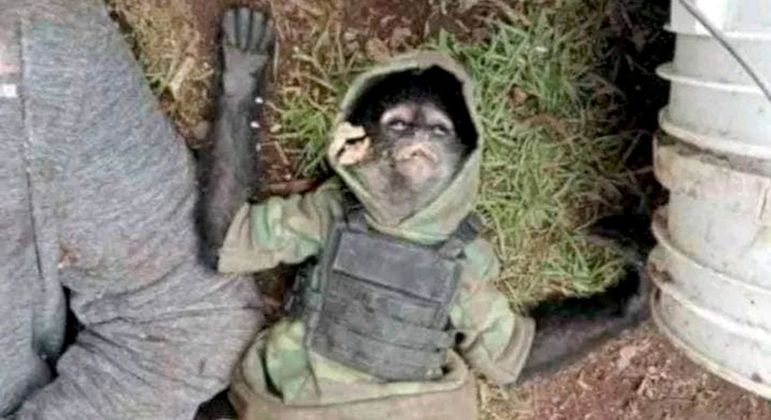 O macaco morreu durante um tiroteio entre traficantes e policiais