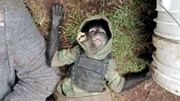 MASCOTE DO TRÁFICOEl Changito é outro macaco que entrou para a história recente. Ele era a mascote de uma gangue de traficantes do México e foi morto em um confronto do grupo com forças policiais. As imagens do símio morto, com um colete à prova de balas e um capuz camuflado, viralizaram nas redes sociais