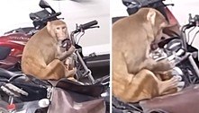 Em 'dia nacional sem álcool', macaco rouba uísque de motociclista e tenta se embriagar