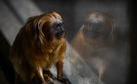 Um mico-leão-dourado, macaco que é encontrado apenas na mata atlântica, também está entre os animais devolvidos ao La Teste-de-Buch