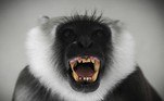 Entre os animais que retornaram ao zoológico, estava também um macaco da espécie langur cinza, que costuma habitar países do Sudeste Asiático