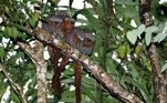 Segundo pesquisa recente da Economist Intelligence Unit, realizada a pedido da Rede WWF, esta conscientização está aumentando (na foto, o macaco-zogue-zogue)