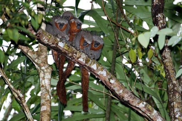 Segundo pesquisa recente da Economist Intelligence Unit, realizada a pedido da Rede WWF, esta conscientização está aumentando (na foto, o macaco-zogue-zogue)