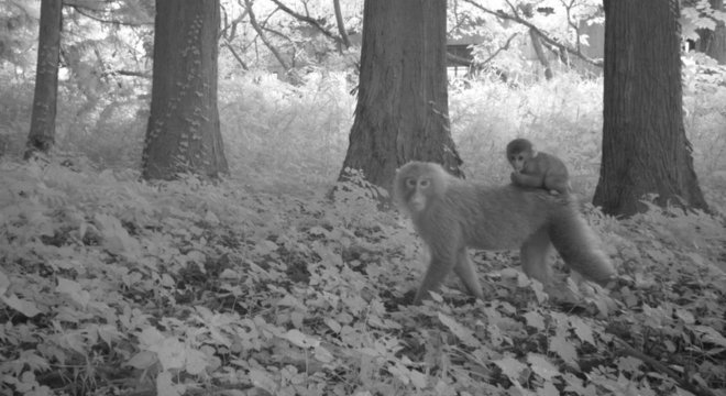 Dois macacos em uma área de Fukushima que foi atingida pelo acidente nuclear e permanece desabitada