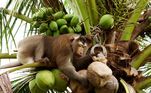 Uma rede varejista dos EUA anunciou que irá parar de comercializar leite de coco da marca Chaokoh por uma razão bem específica: macacos escravizados são usados para coletar a matéria-prima do produto