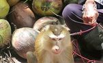O motivo é simples de entender: macacos bem treinados podem pegar 1.600 cocos por dia, muito mais que os cerca de 100 que um humano consegue. Registros obtidos pela National Public Radio, dos EUA, apontam que os macacos colhem 