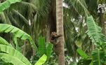 Segundo registros, a indústria de produtos de coco do país literalmente depende dos macacos. O mesmo se aplica, em volume menor, aos produtores de coco na Índia, Sri Lanka e MalásiaVALE O CLIQUE: Vendedora se veste de zumbi para vender roupas de gente morta