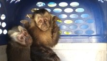 Macacos-prego são achados dentro de porta-luvas no interior de SP