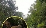 A filmagem foi feita por Cheyenne Sosebee, 28 anos, que estava no pequeno caiaque junto com a família